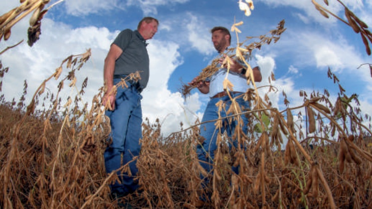 Agr&ocirc;nomos inspecionando lavoura de milho para sementes
