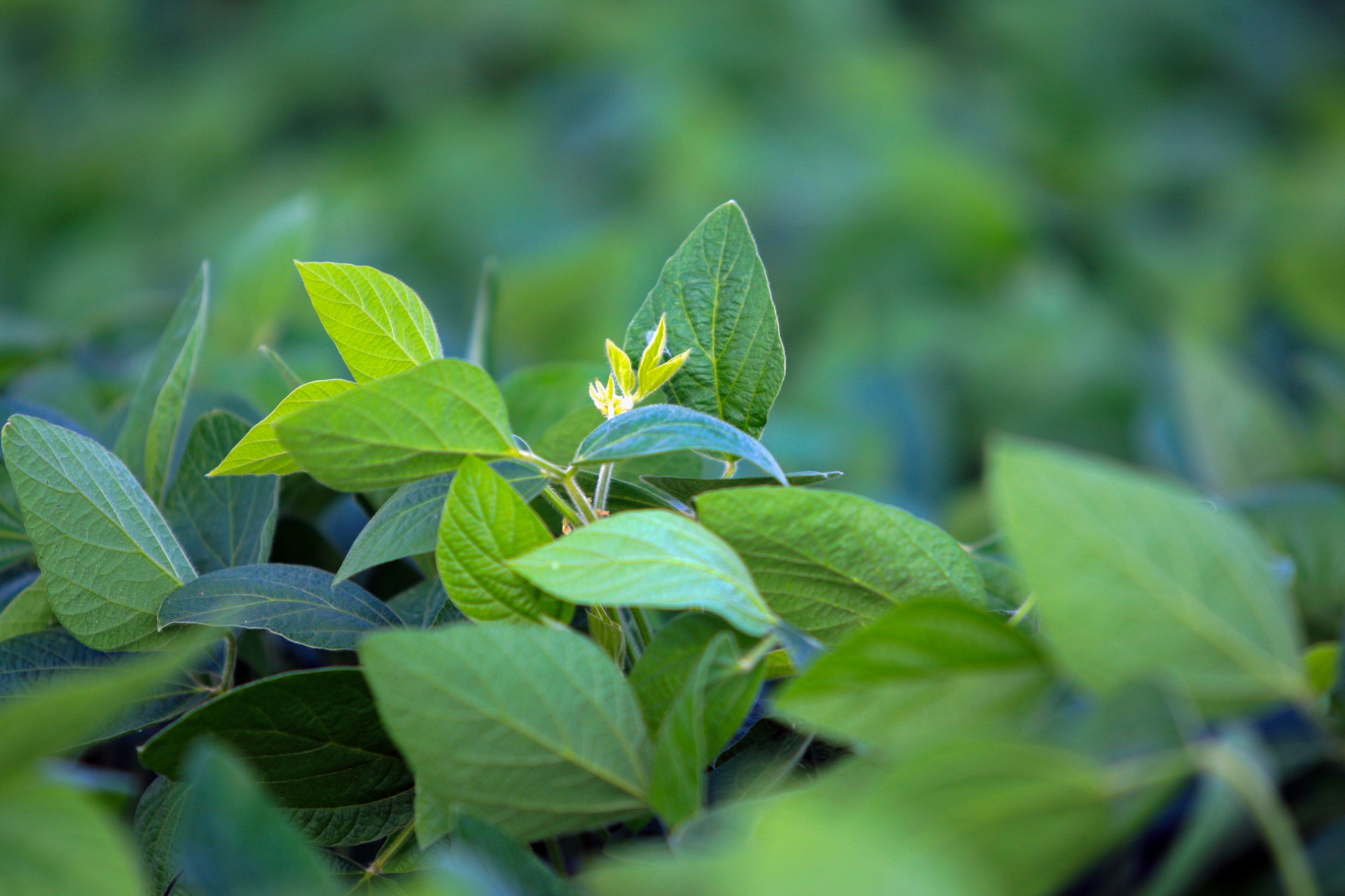 Close-up de uma folha e flor de soja com o fundo verde desfocado