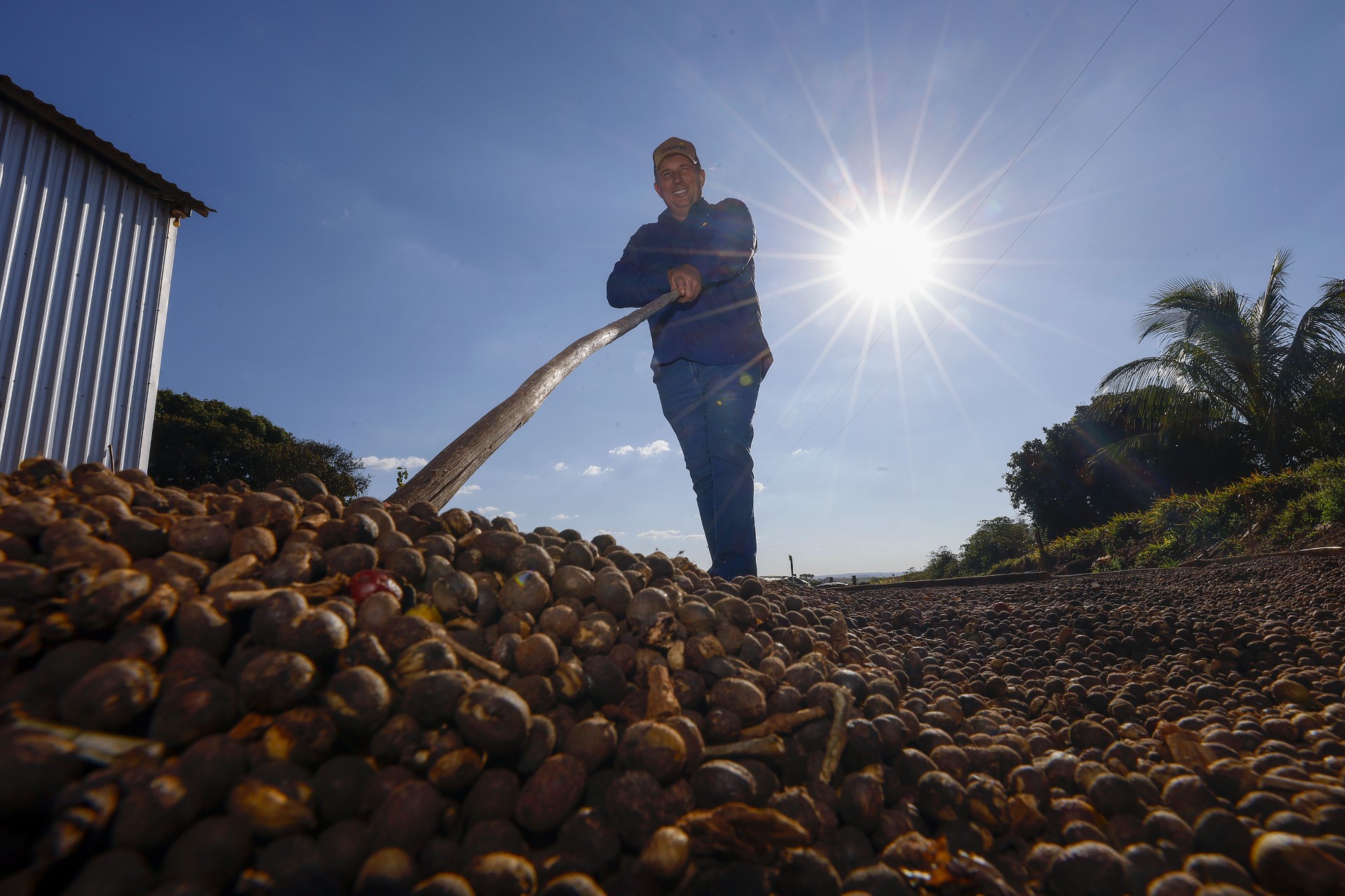 Cooperado Edson Fernandes Canhi&ccedil;ares trabalhando em terreiro de secagem de caf&eacute;, com o sol brilhando ao fundo.