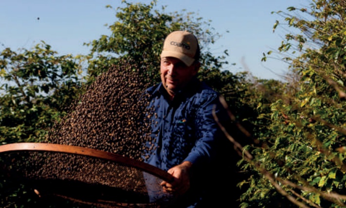 Cooperado colhendo caf&eacute; com uma peneira.