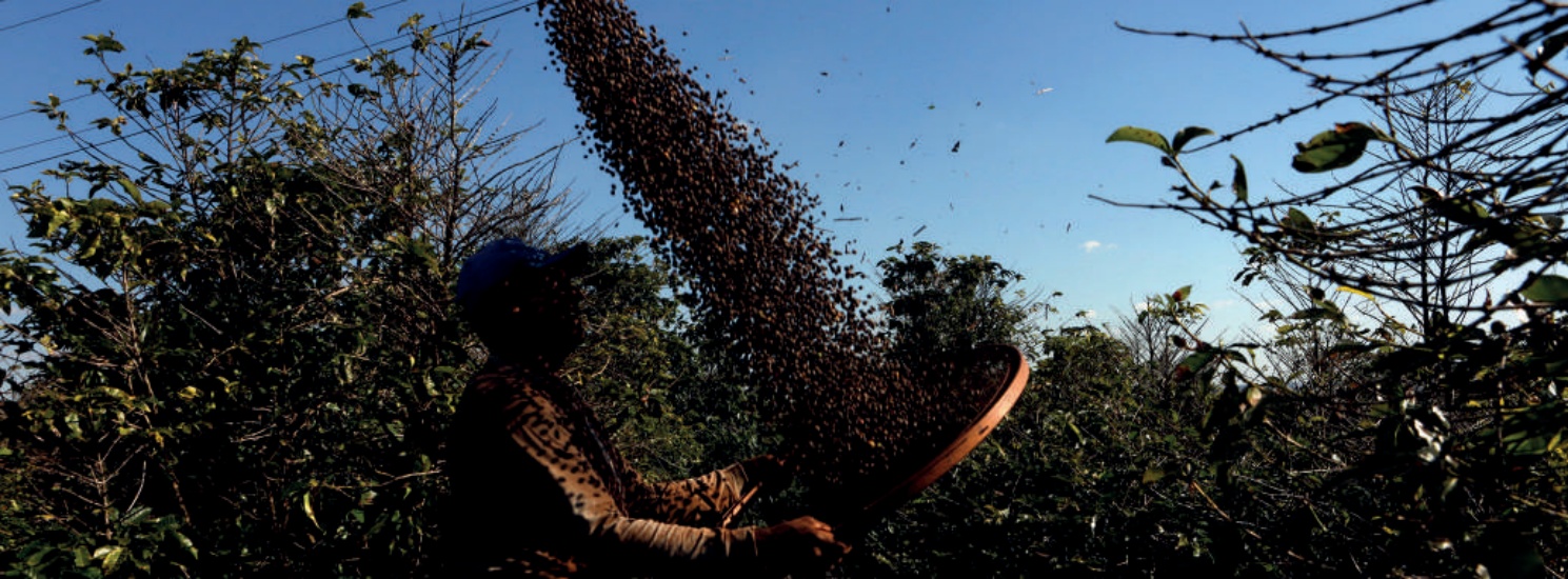 Cooperado jogando para o alto os gr&atilde;os de caf&eacute; em uma peneira durante a colheita.