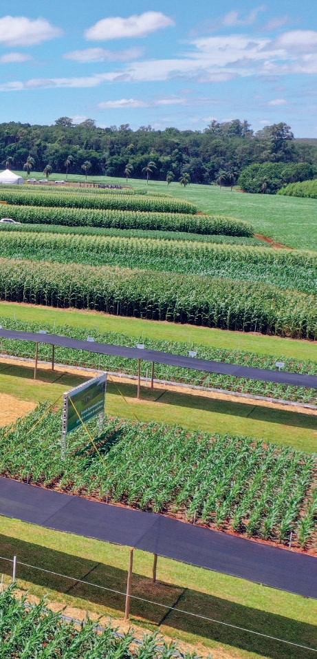 Planta&ccedil;&atilde;o de milho com placas de identifica&ccedil;&atilde;o na Fazenda Experimental