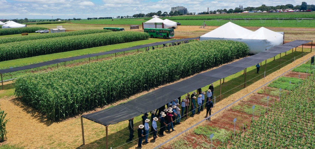 &Aacute;rea experimental de manejo de plantas daninhas