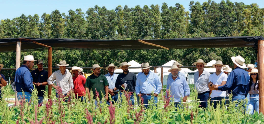 Campo experimental demonstrando controle de caruru