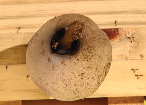 Detalhe da entrada de uma colmeia de abelhas nativas na madeira
