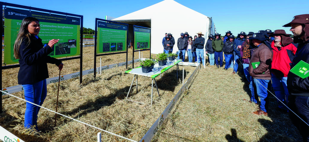 Participantes do Encontro de Inverno observam uma parcela de cultivo durante uma apresenta&ccedil;&atilde;o de campo sobre o manejo de trapoeraba.