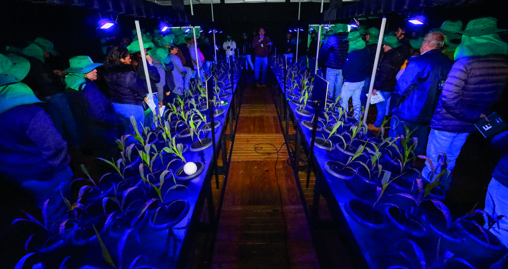 Cooperados participam de uma din&acirc;mica em ambiente escuro, iluminado por luz roxa, para visualizar a aplica&ccedil;&atilde;o de defensivos em pequenas plantas de milho dispostas em fileiras.