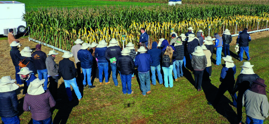 Cooperados observam lavoura de milho durante evento da Coamo.