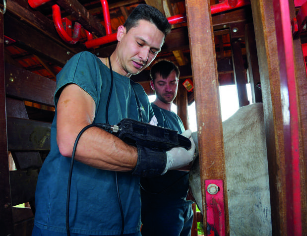 M&eacute;dico veterin&aacute;rio realiza exame de ultrassom em um bovino em um curral.