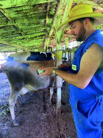 Homem de chap&eacute;u e colete aplicando medica&ccedil;&atilde;o em uma vaca.