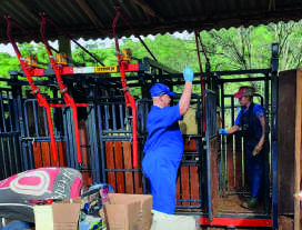 Equipe t&eacute;cnica trabalhando com gado em um curral.
