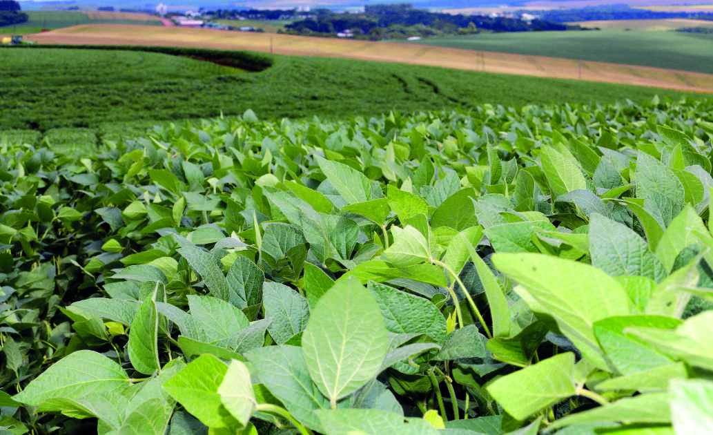 Amplo campo de planta&ccedil;&atilde;o de soja verde sob um c&eacute;u claro.