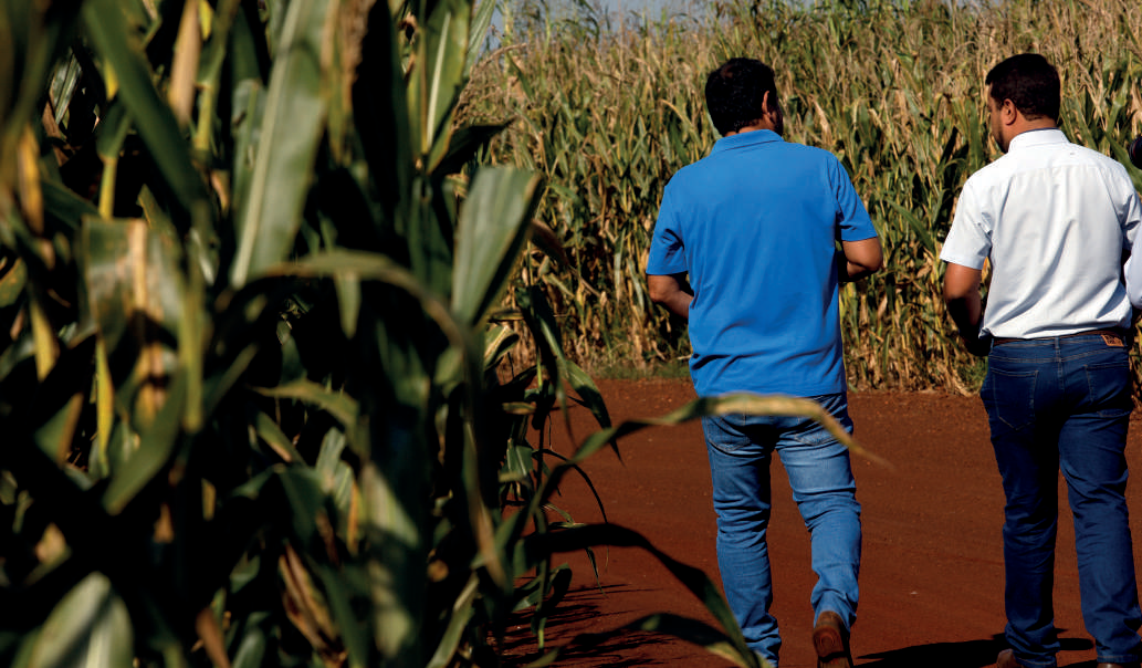 Cooperados em campo de milho