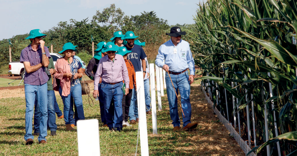 Cooperados observando experimentos de campo sobre nitrog&ecirc;nio