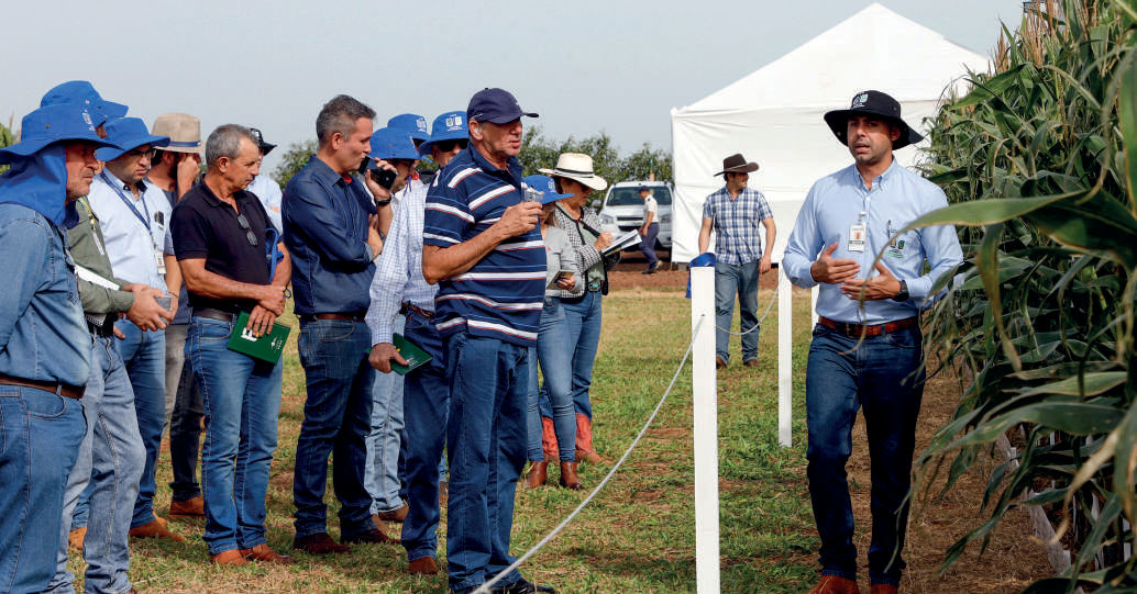 Cooperados observando plantas de milho com sintomas de mancha de bipolaris