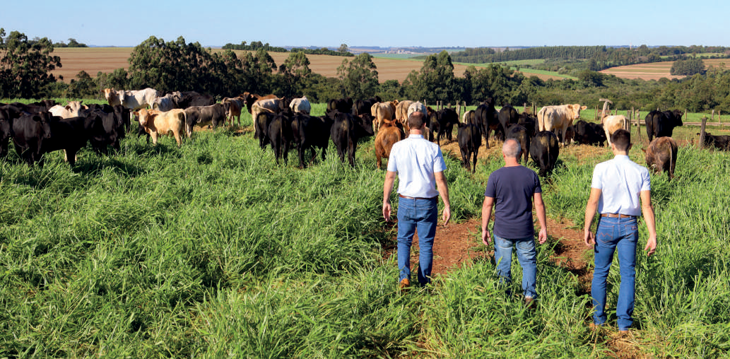 Vista da integra&ccedil;&atilde;o lavoura-pecu&aacute;ria na Fazenda Experimental