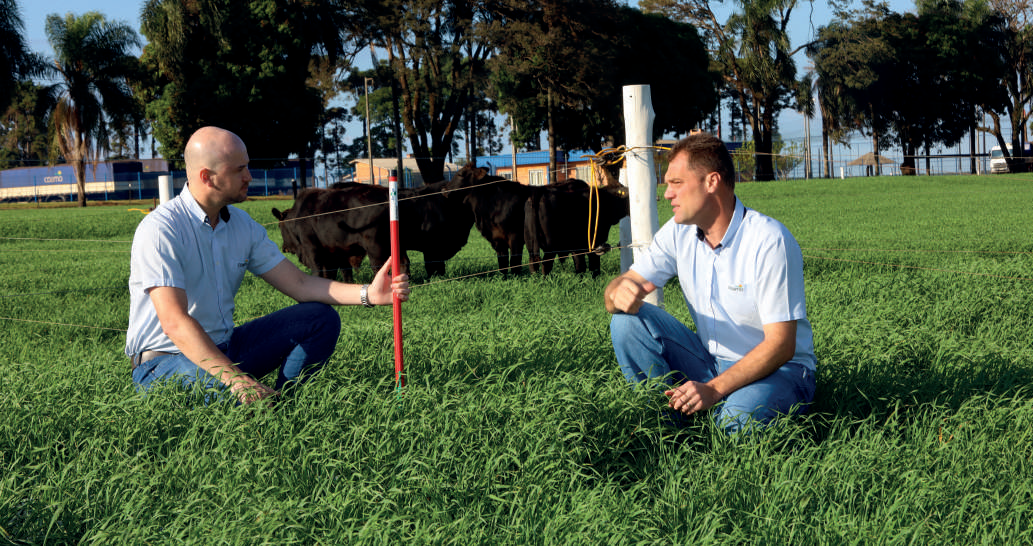 Engenheiro agr&ocirc;nomo, Vinicius Albarello, e o m&eacute;dico veterin&aacute;rio, Cl&eacute;cio Mangolin, acompanham desenvolvimento da pastagem na Fazenda Experimental em Campo Mour&atilde;o