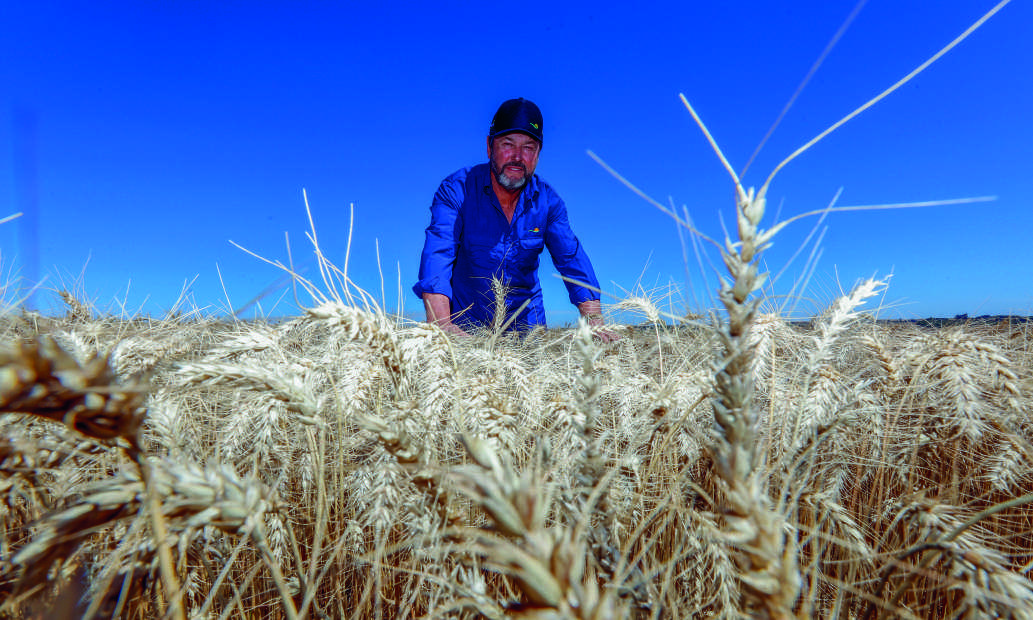 Cooperado Lucas Lawryniuk em seu campo de trigo